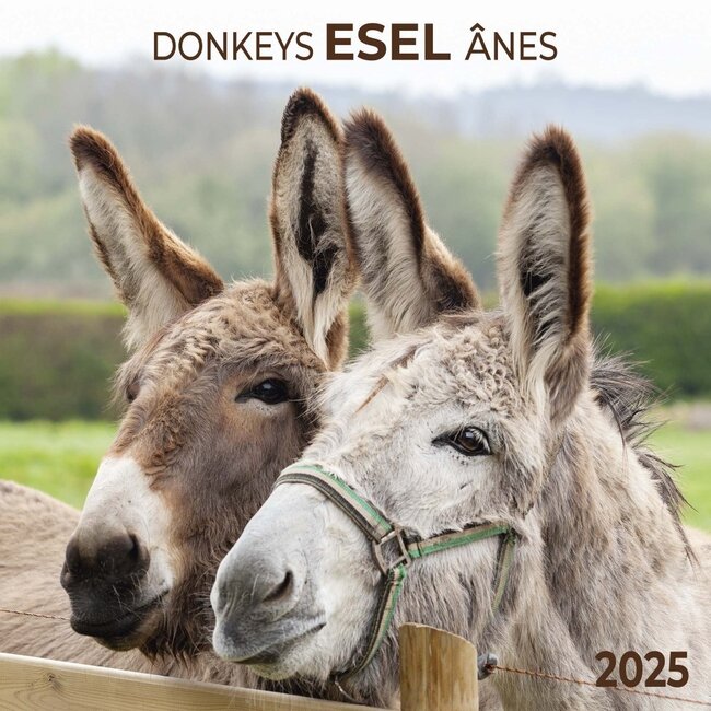 Donkey Calendar 2025