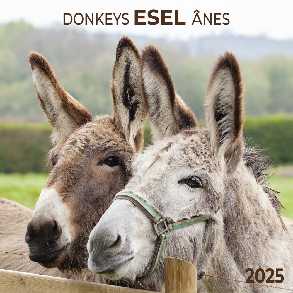 Buy Donkey Calendar 2025? Order online quickly and easily