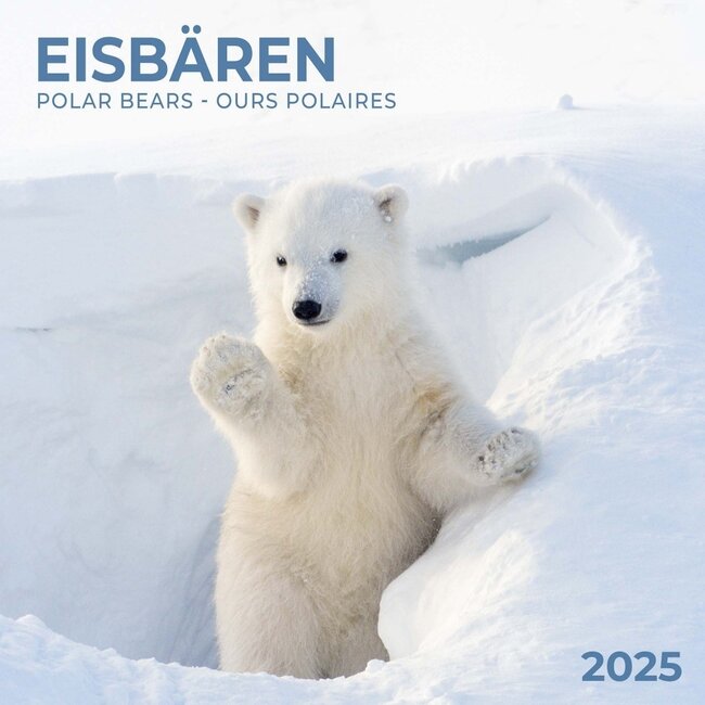 Calendario degli orsi polari 2025