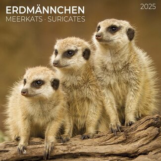 Tushita Calendario dei suricati 2025