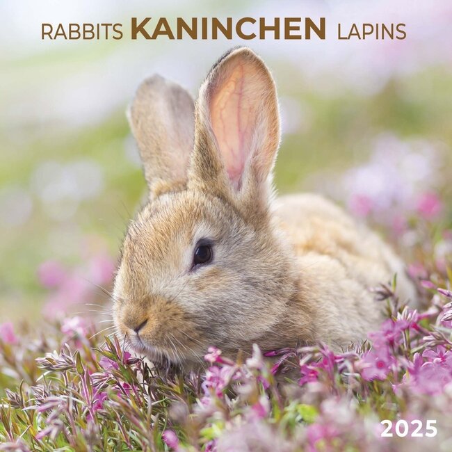 Lapins Calendrier 2025