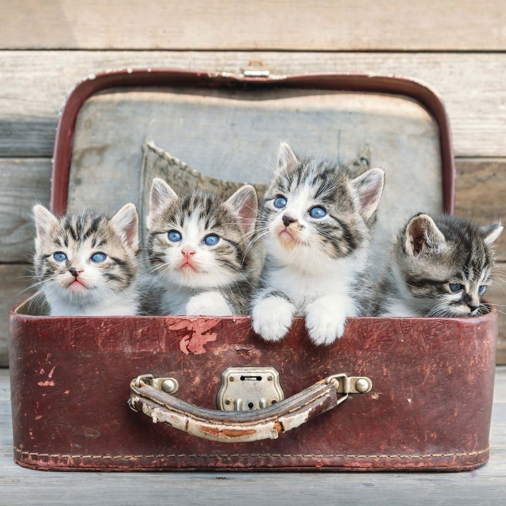 Tushita Baby Animals Calendar 2025