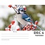 Garden Birds Calendar 2025 Boxed