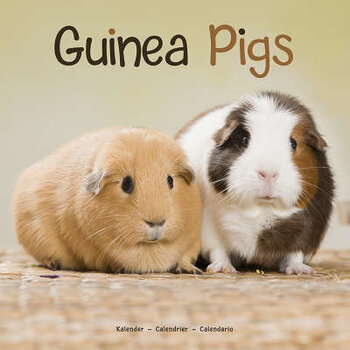 Guinea pig calendar