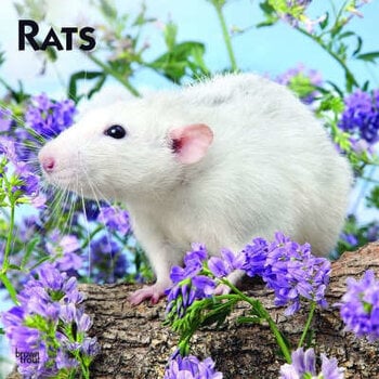 Rat calendar