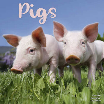 Pig calendar