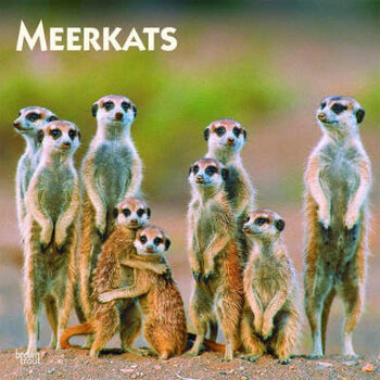 Meerkat calendar