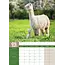 Alpaca A3 Calendar 2025