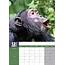 Monkeys A3 Calendar 2025