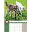 Baby Goats A3 Calendar 2025