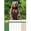 Calendrier A3 des ours 2025