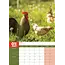 Poules A3 Calendrier 2025