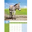 Burro Calendario A3 2025