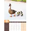 Ducks A3 Calendar 2025