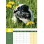 Cavia A3 Kalender 2025