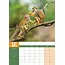 Monkeys A3 Calendar 2025