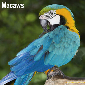 Macaw Calendar