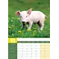 Pig A3 Calendar 2025