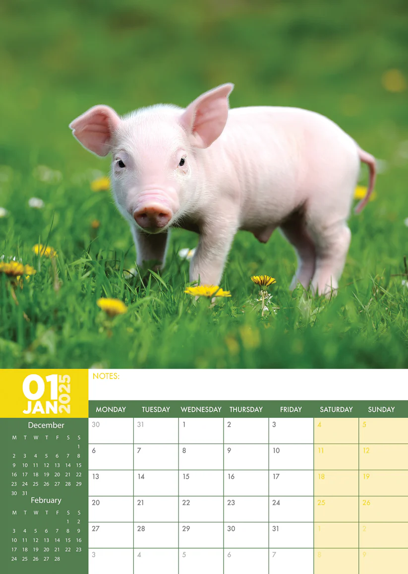 2025 Pig Calendar Grier Keslie Calendar 2025 Order Online