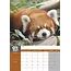 Calendario Red Panda A3 2025