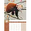 Calendario Red Panda A3 2025