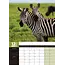 Safari A3 Calendar 2025