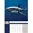 Tiburones Calendario A3 2025