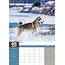 Alaskan Malamute A3 Calendar 2025