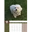 Bichon Frise Calendario A3 2025