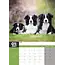 Border Collie A3 Calendar 2025