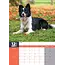 Border Collie A3 Calendar 2025