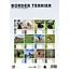 Border Terrier Calendrier A3 2025