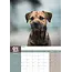 Border Terrier Calendrier A3 2025