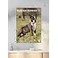 Boston Terrier A3 Calendar 2025