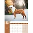 Bull Terrier A3 Kalender 2025