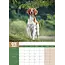 Brittany Spaniel A3 Calendar 2025