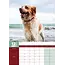 Bretagne Spaniel A3 Kalender 2025