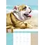 Englische Bulldogge A3 Kalender 2025