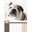 Englische Bulldogge A3 Kalender 2025