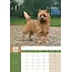 Cairn Terrier A3 Calendrier 2025