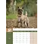 Cairn Terrier A3 Calendrier 2025