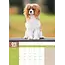 Cavalier King Charles Spaniel A3 Kalender 2025