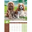 Cavalier King Charles Spaniel A3 Kalender 2025