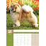 Chow Chow A3 Calendrier 2025