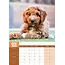 Calendario A3 Goldendoodle 2025