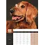 Irish Setter A3 Kalender 2025