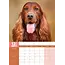 Irish Setter A3 Kalender 2025