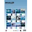 Baleines Calendrier A3 2025