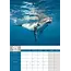 Baleines Calendrier A3 2025