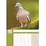 Pigeons A3 Calendar 2025